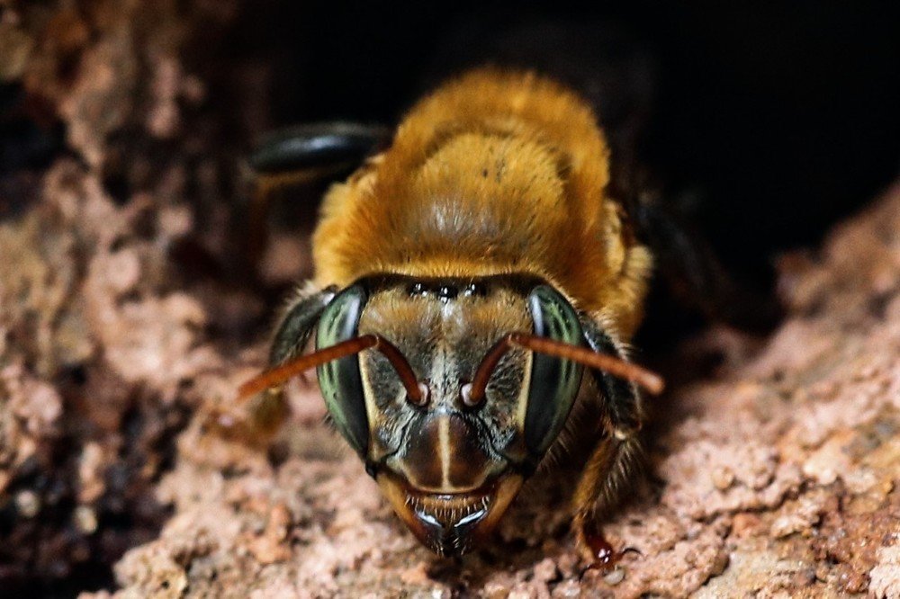 Bee Face