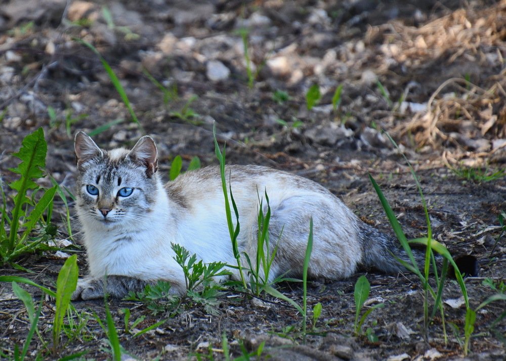 Голубоглазая из под Пскова