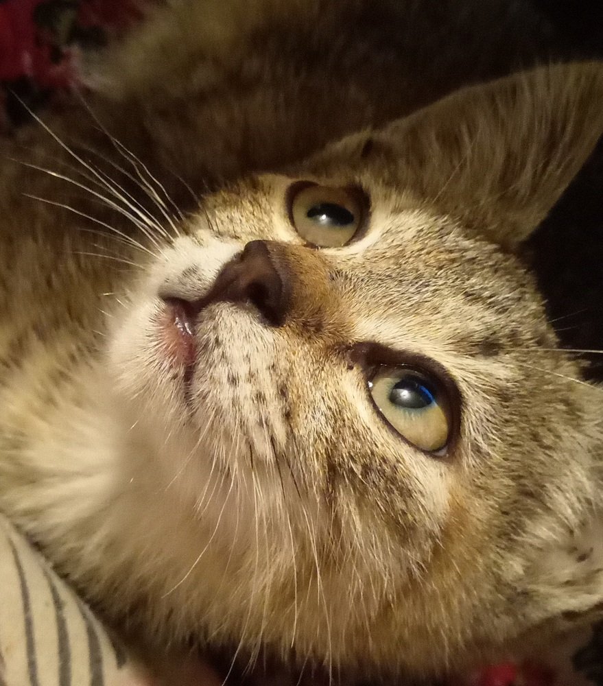 Котик