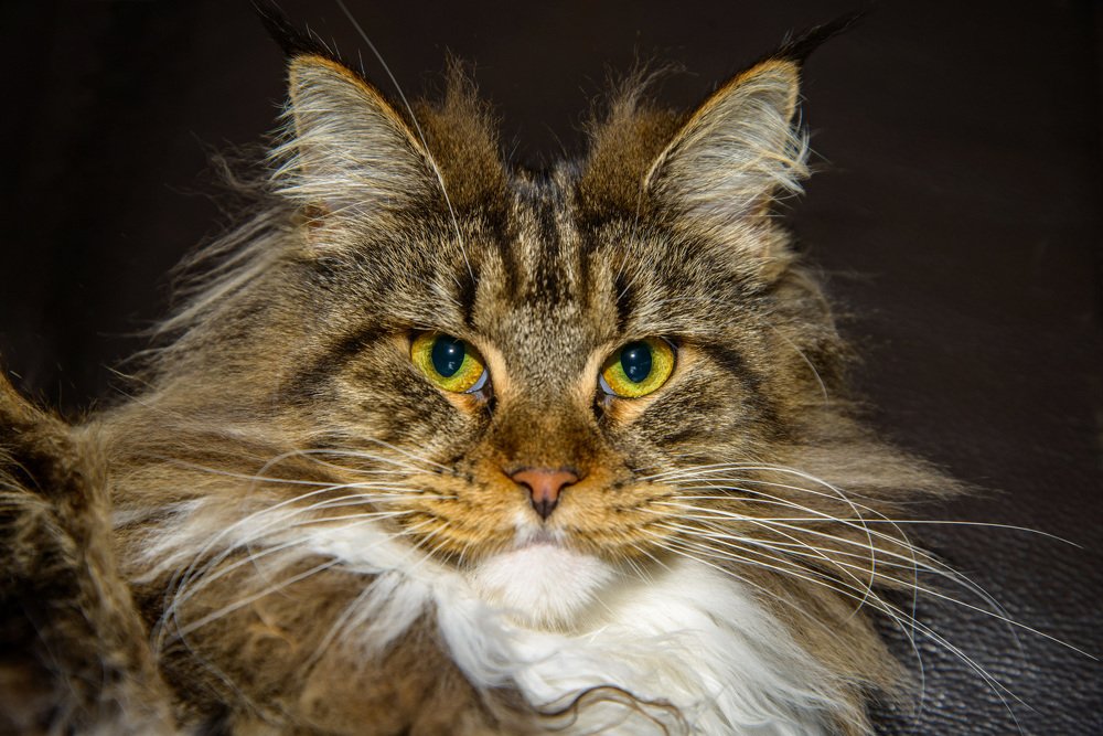 Maine Coon;