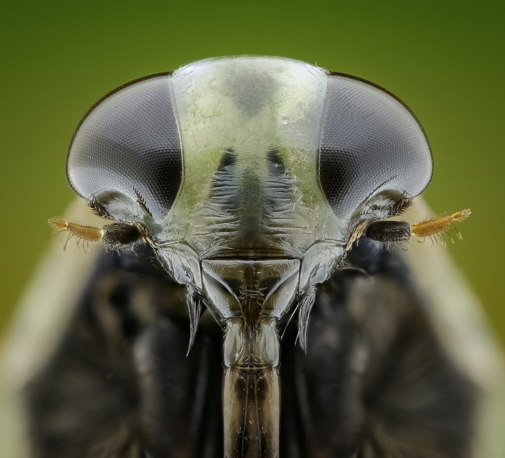 The Portrait of a Notonectidae