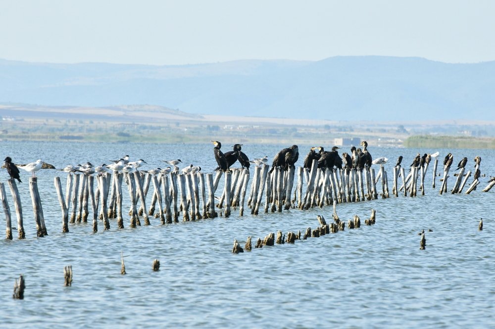 Бакланы на Балканах