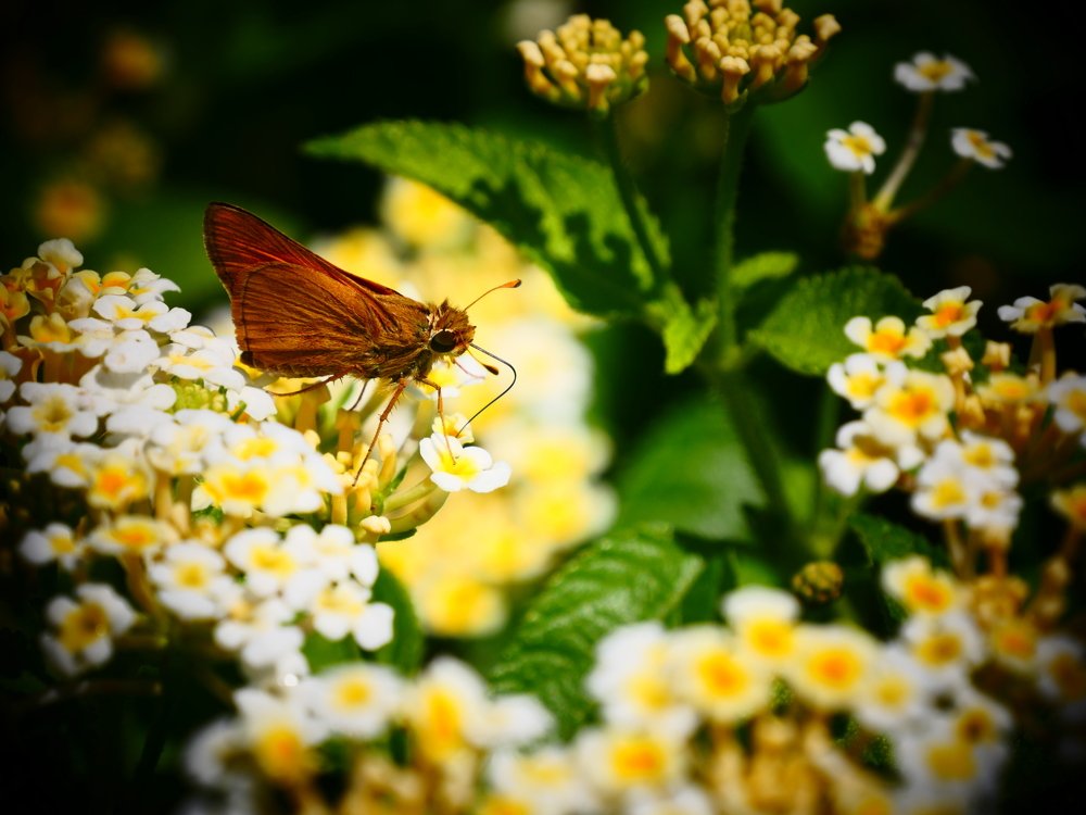 Дивные созданья.