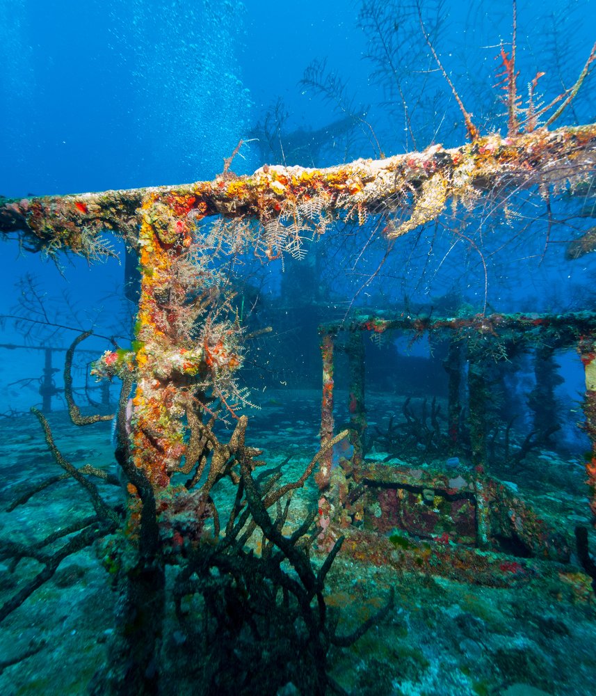 Corals at the Mama Viña