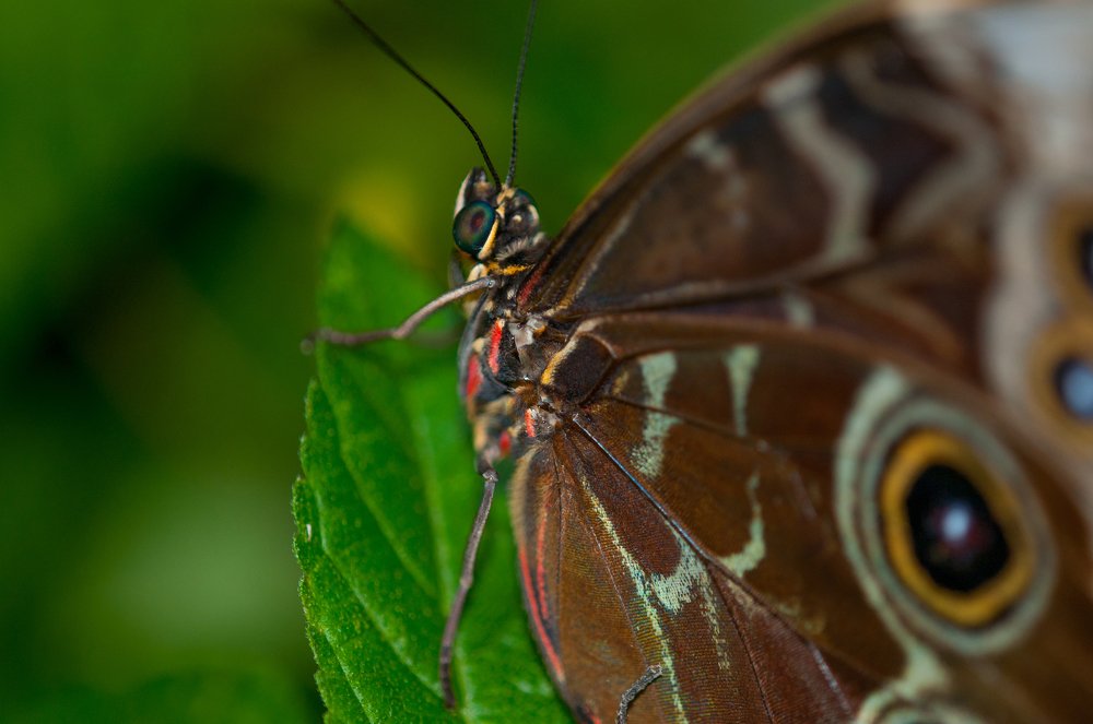 Buttefly on a leaf