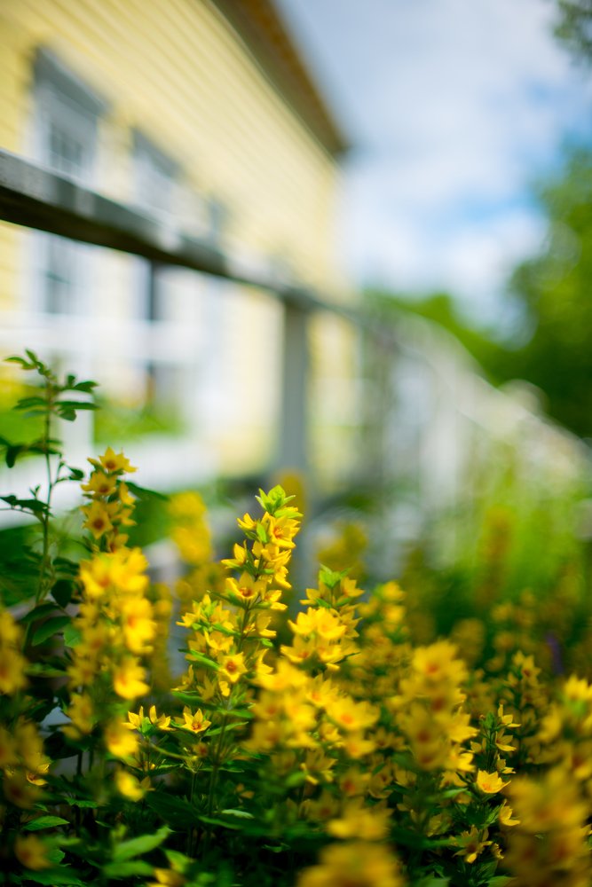 Yellow flowers by the house