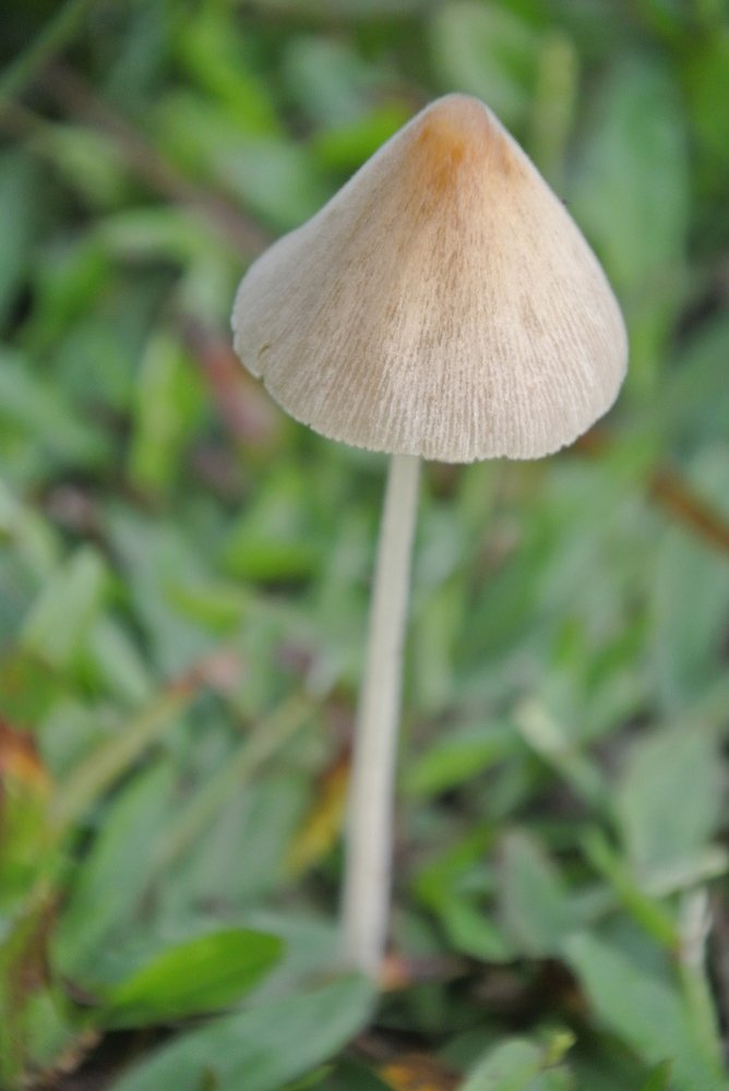 Mushroom