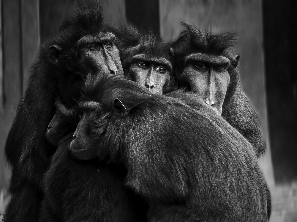 the human expression