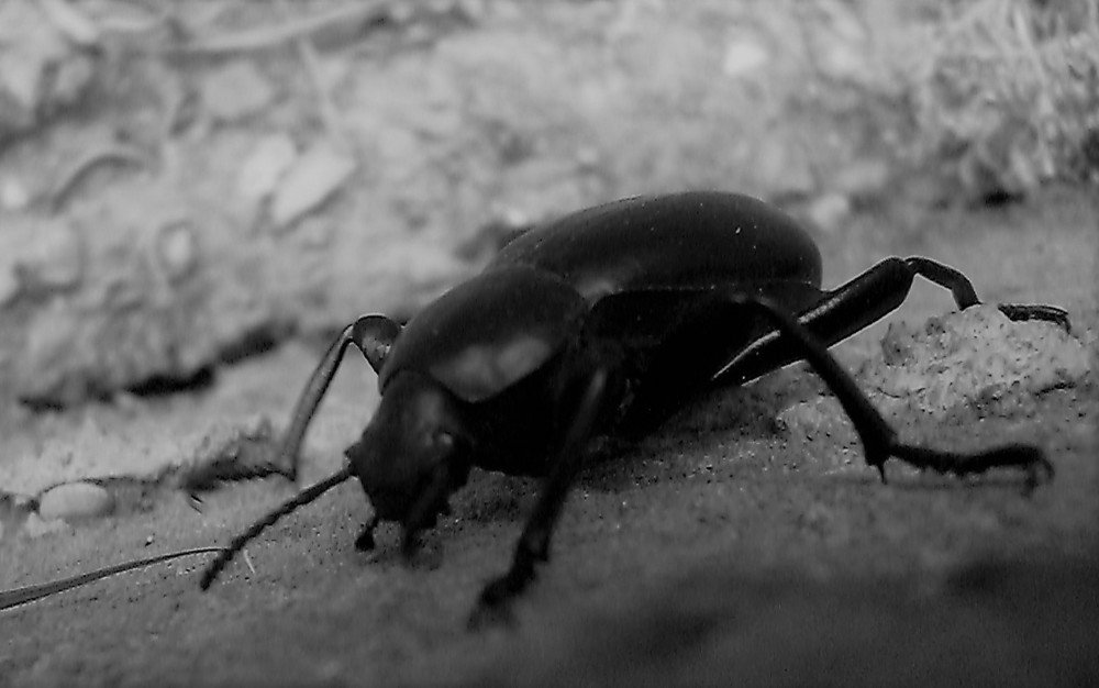 LE SCARABÉE DE LA RENAISSANCE