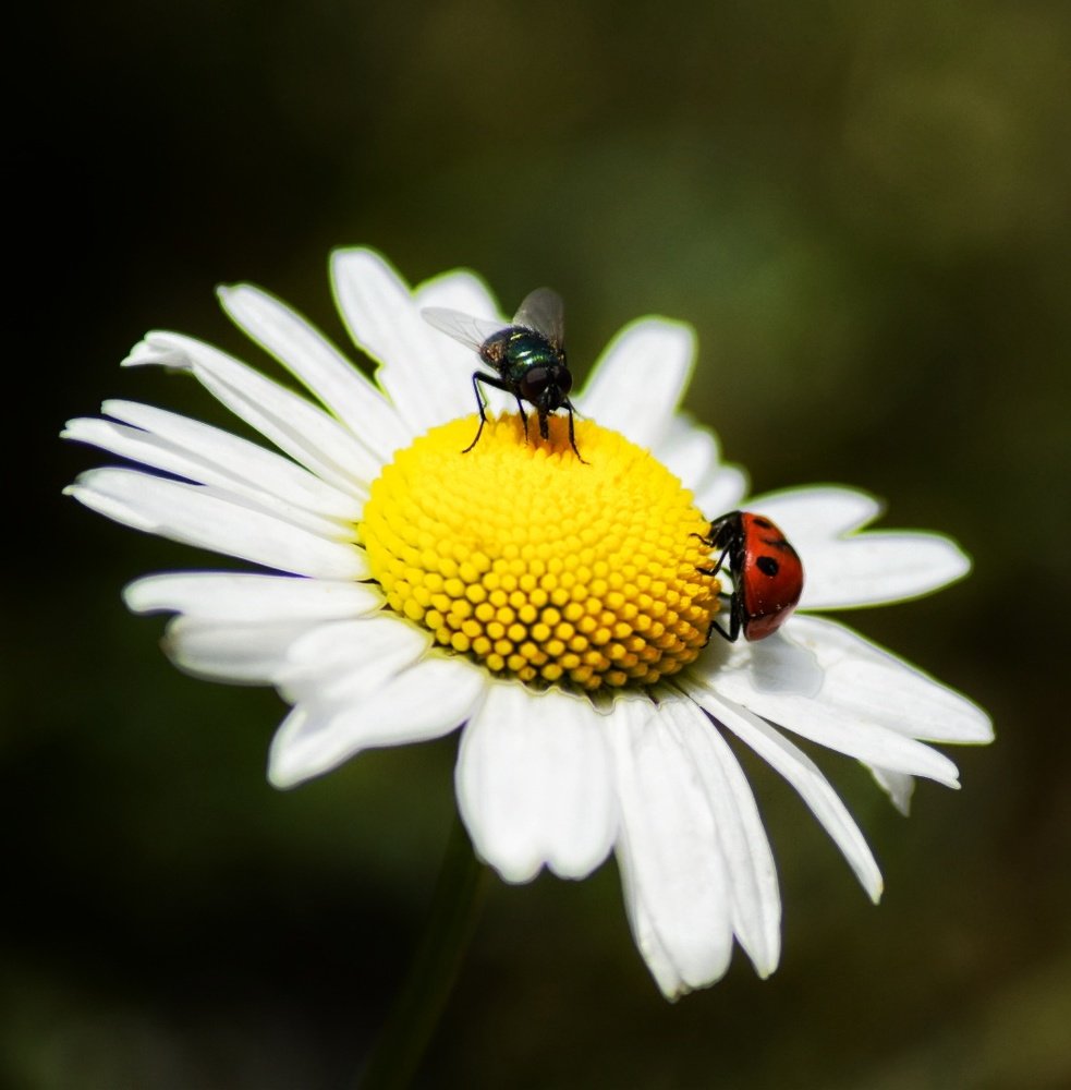 A lady and Her friend