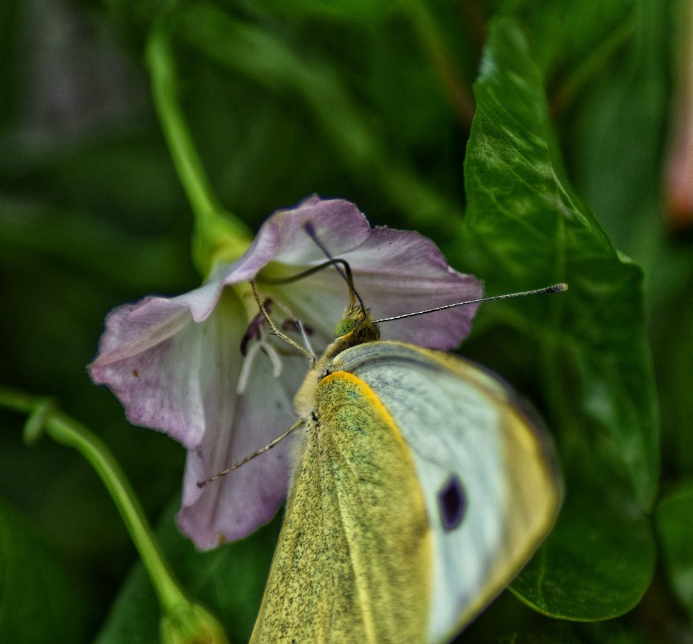 Float like a butterfly