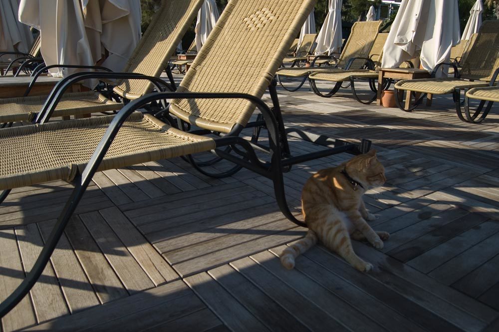 Утренний туалет