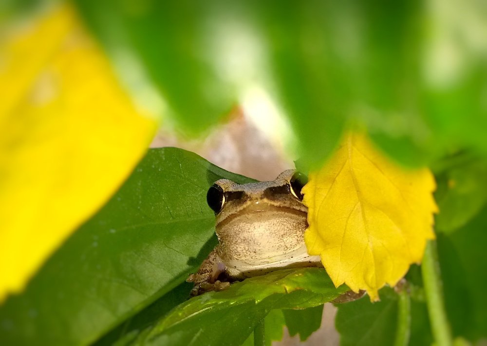 playing Hide & Seek