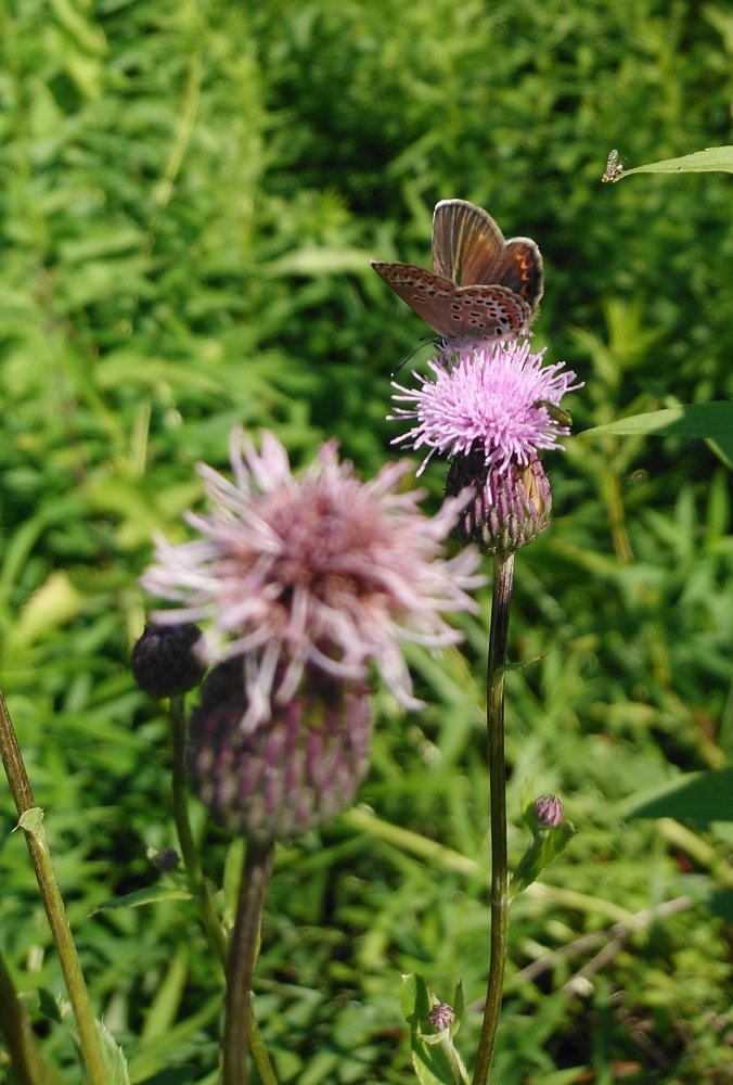 Photograph by Инна Голубева