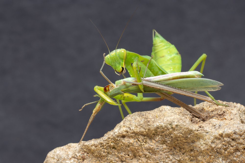 Богомолоедство