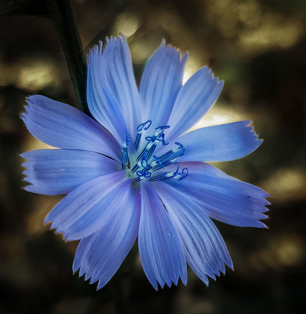 Just chicory