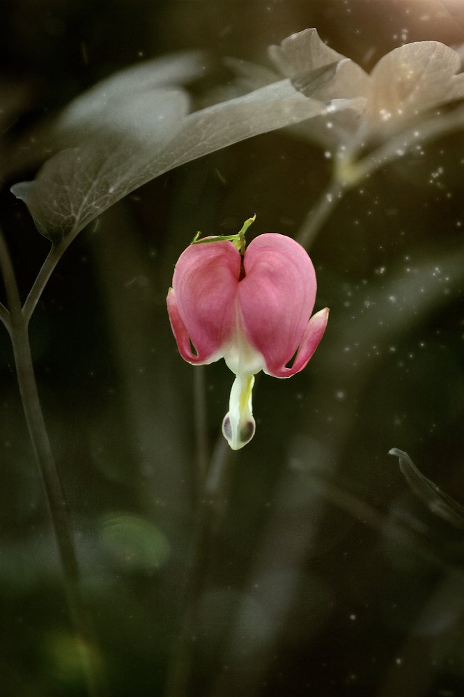 Lamprocapnos spectabilis