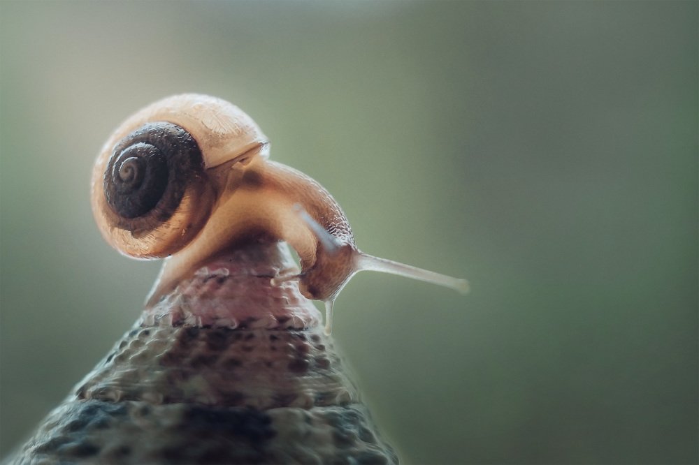 Покоритель вершин!