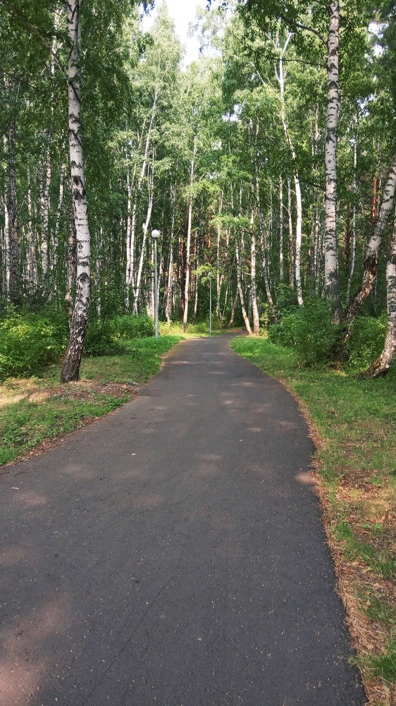 Дорога в лес