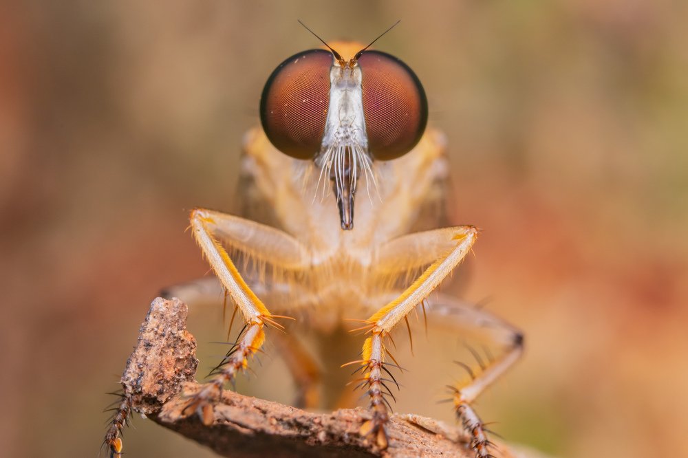 Photograph by achmad kamal kamal