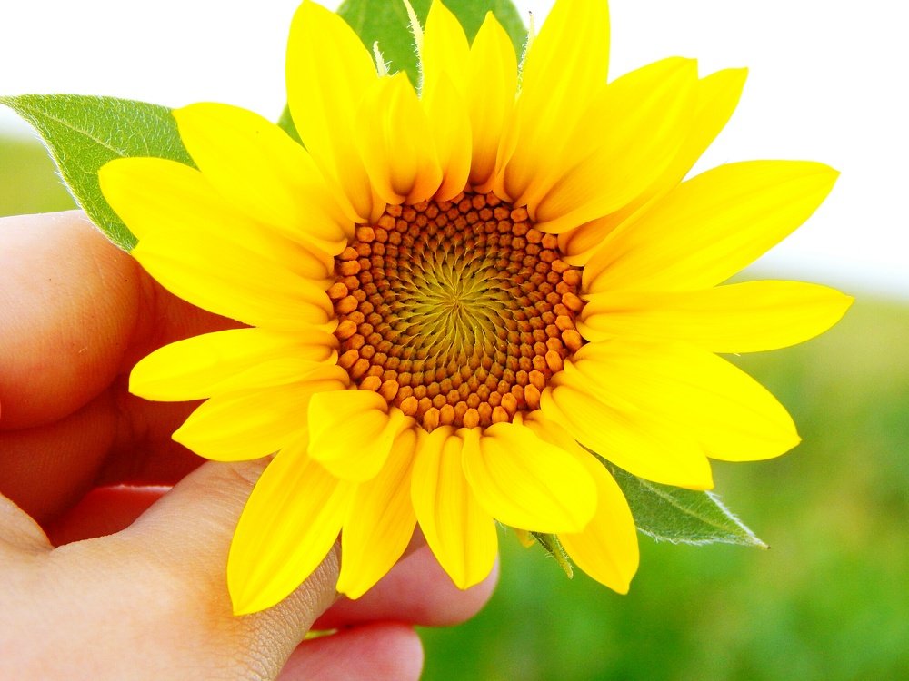 Photograph by Aлександра Зрелова