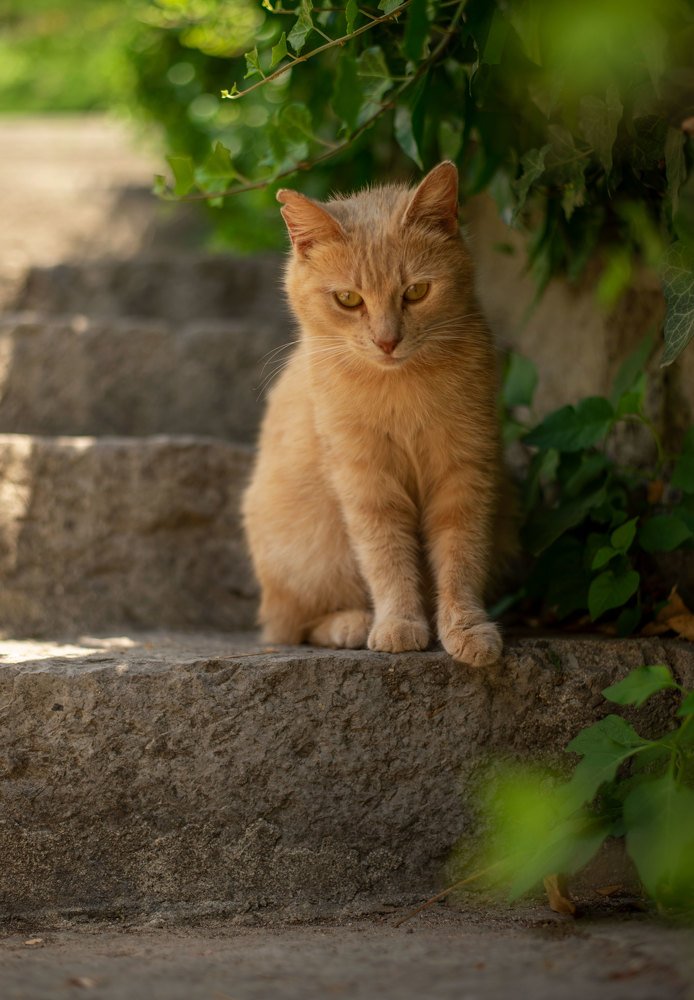 Янтарный кот.