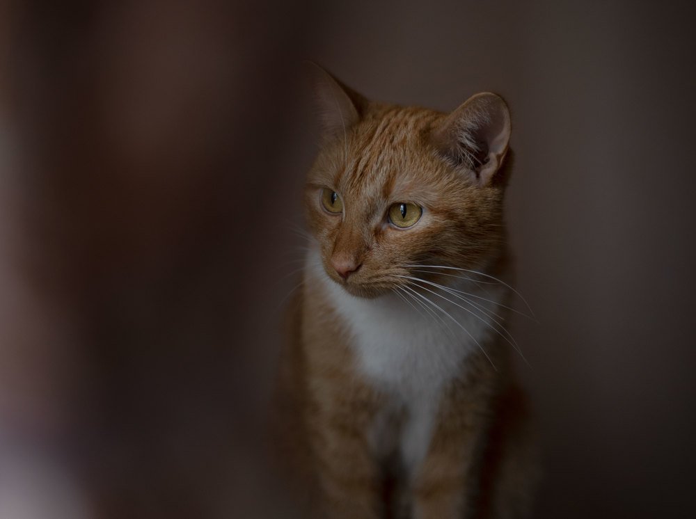 Портрет рыжей бестии.