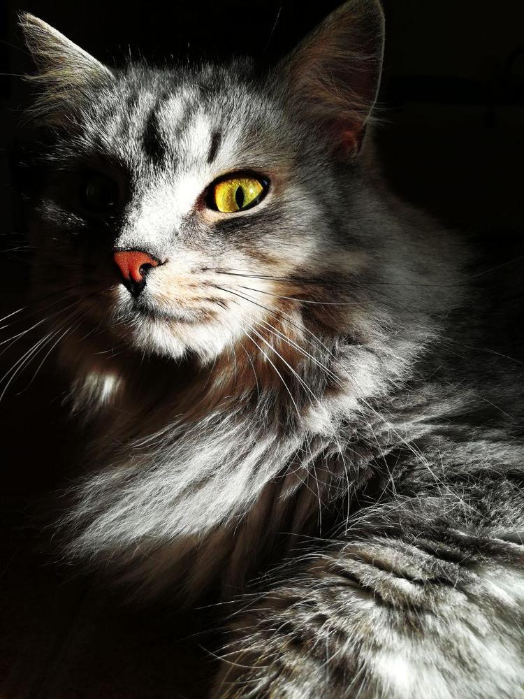 Желтый глаз