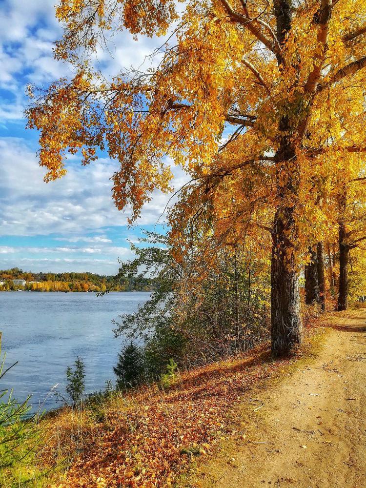 Золотая осень в Плесе