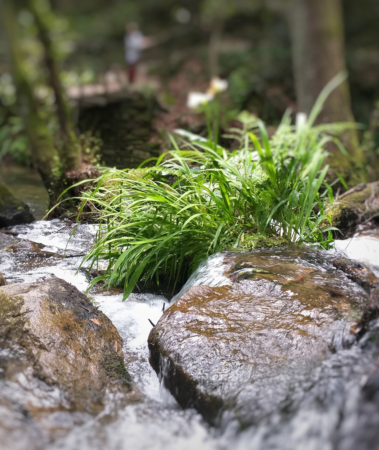 Rio Mau