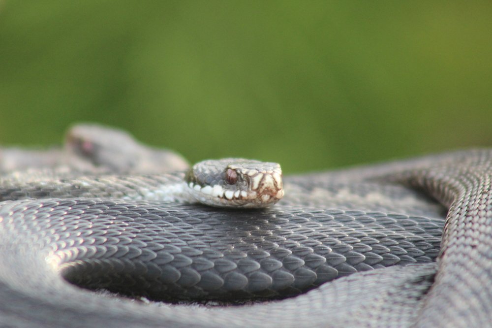 На теплом камушке