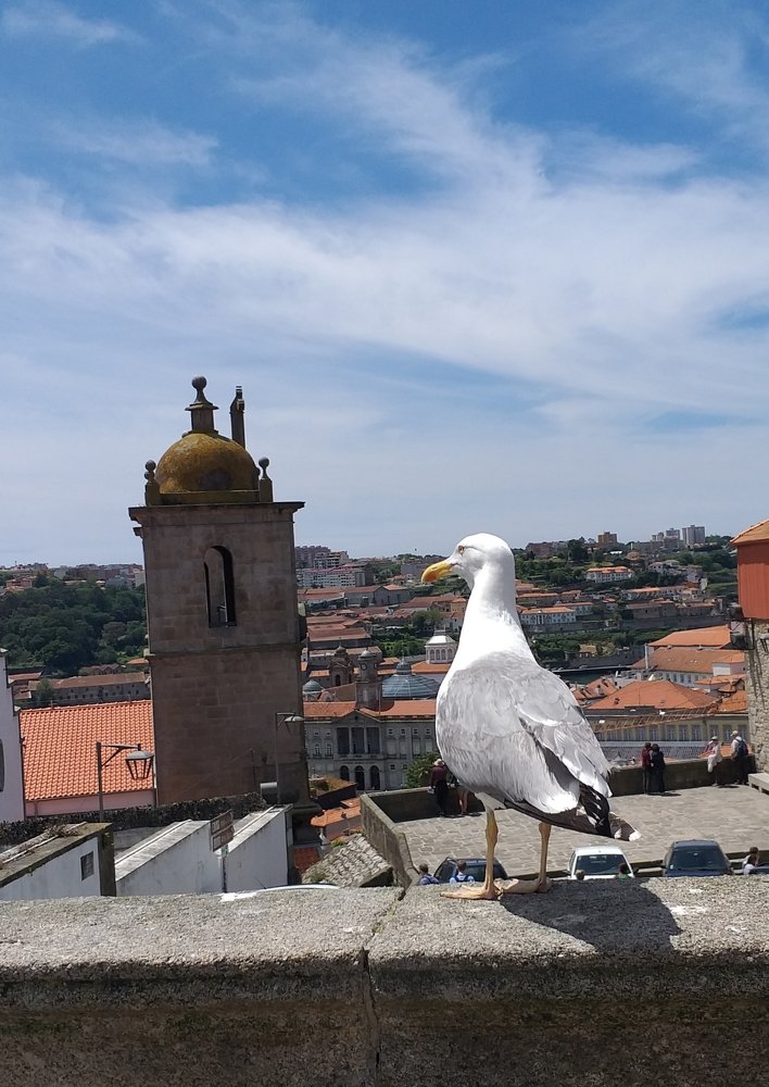 Telhados do Porto