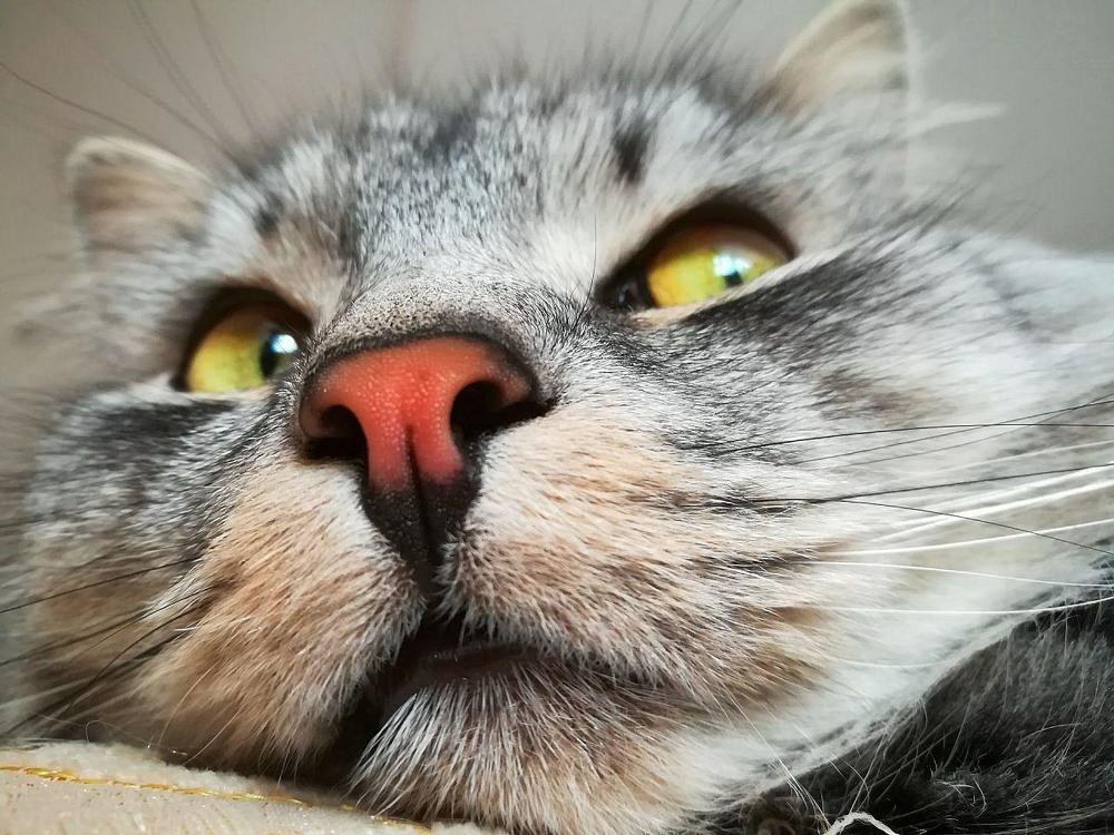 Красный нос