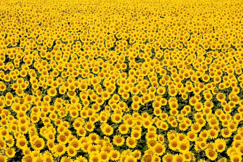 Подсолнухи