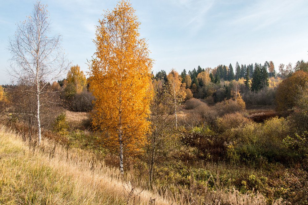 Осень в Подмосковье