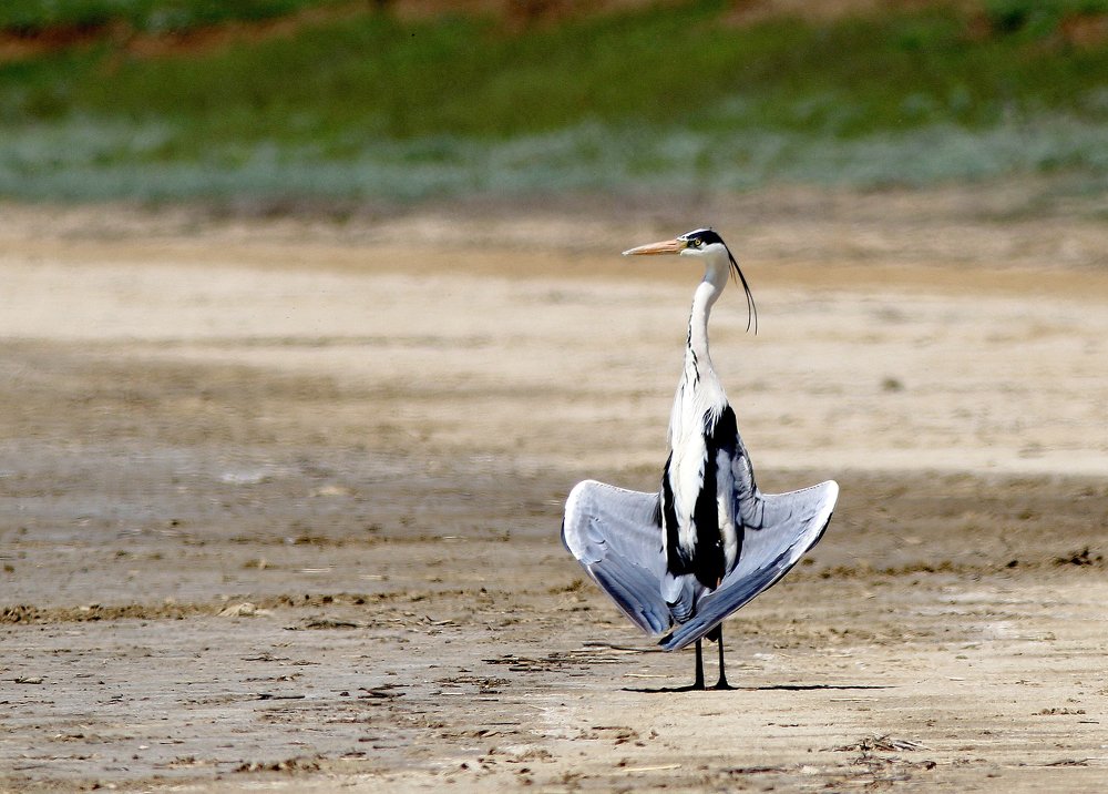 Чтоб в болоте не тонуть, нужно крылья распахнуть !