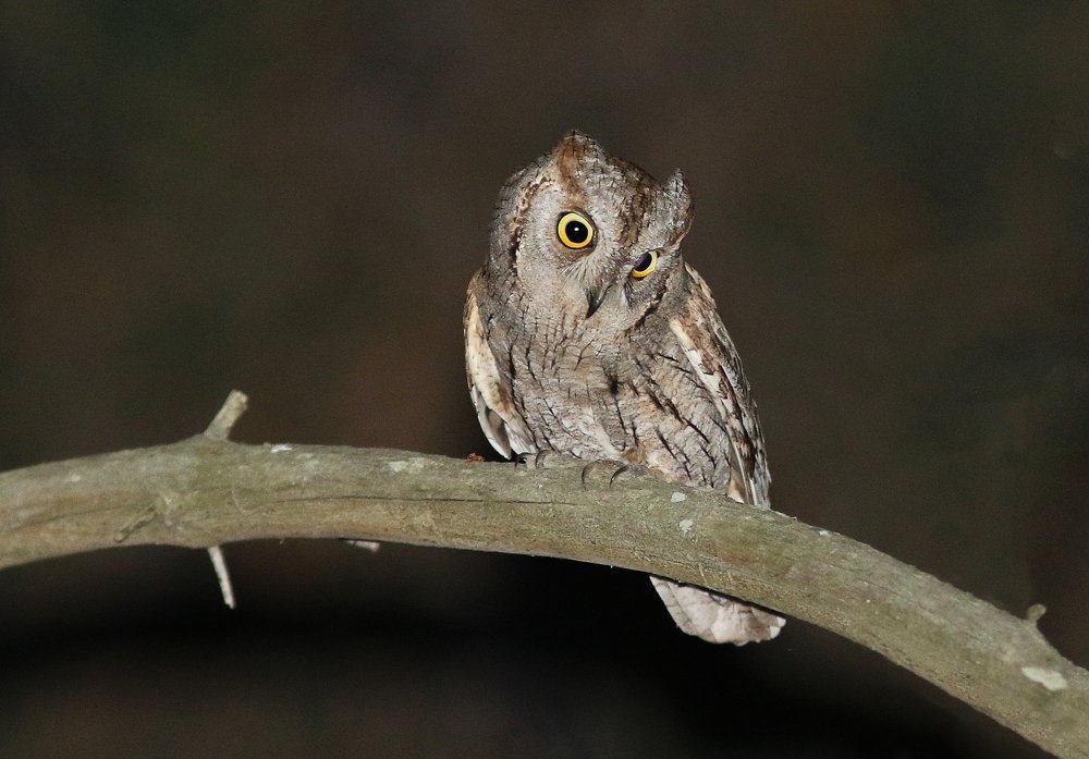 Мне в лесу она кричала: сплю-сплю-сплю...