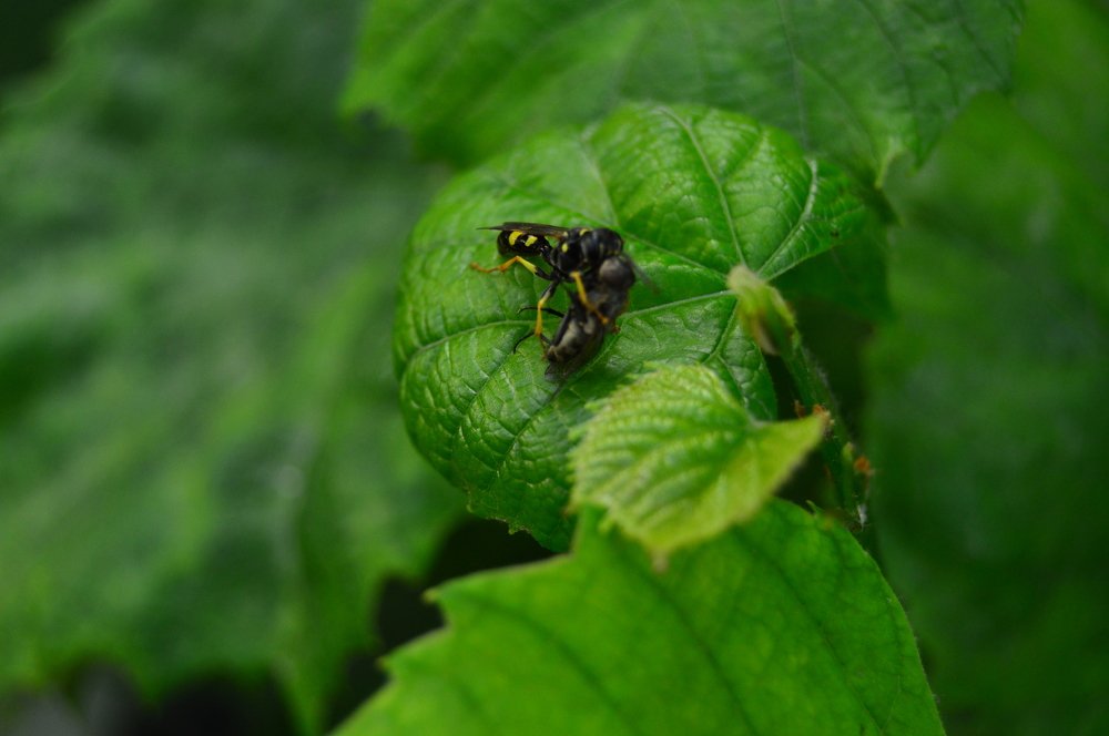 Вкусная добыча