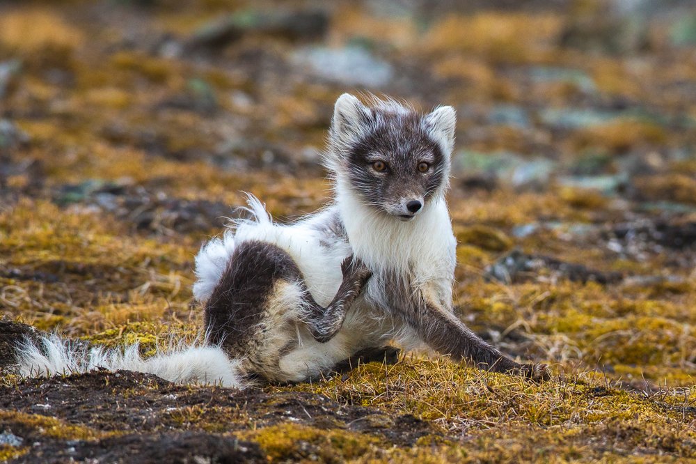 Блохи заели