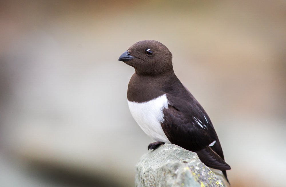 Портрет Люрика