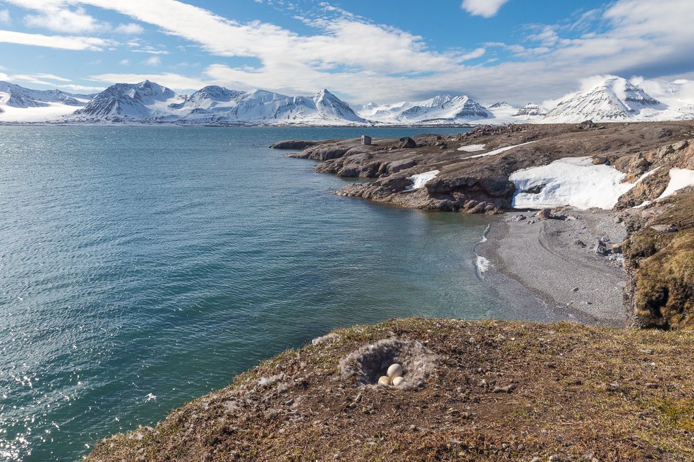 Пейзаж с гнездом