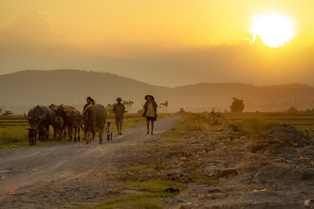 Đàn trâu trở về
