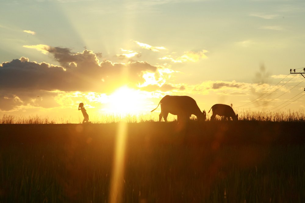 Chăn trâu ngày hè