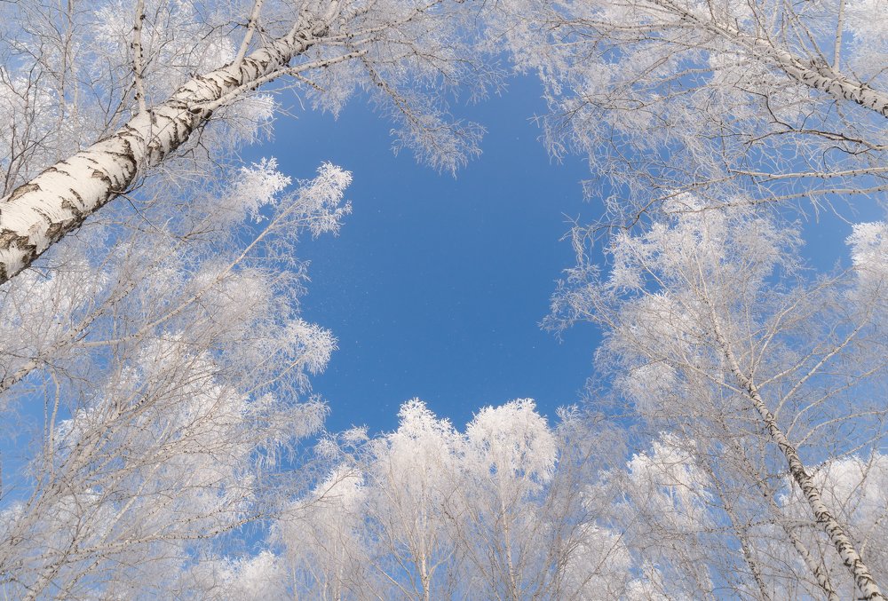 Сказка сибирских берёз