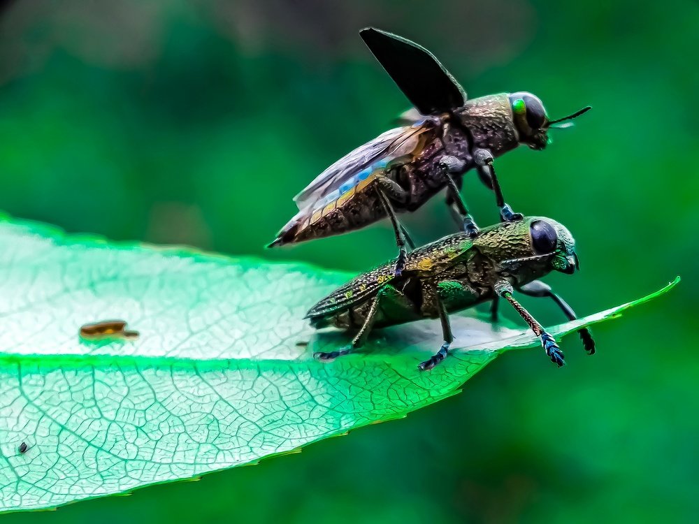 Jewel Beetles