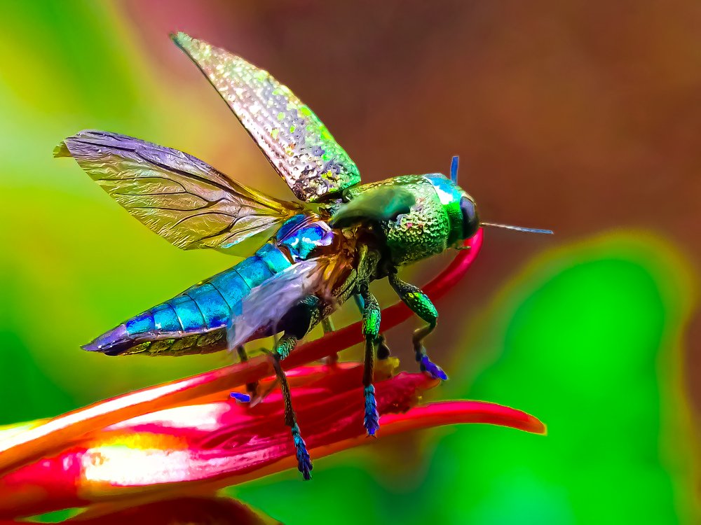Jewel Beetle