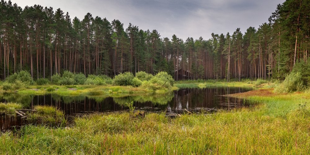 Лесное озеро