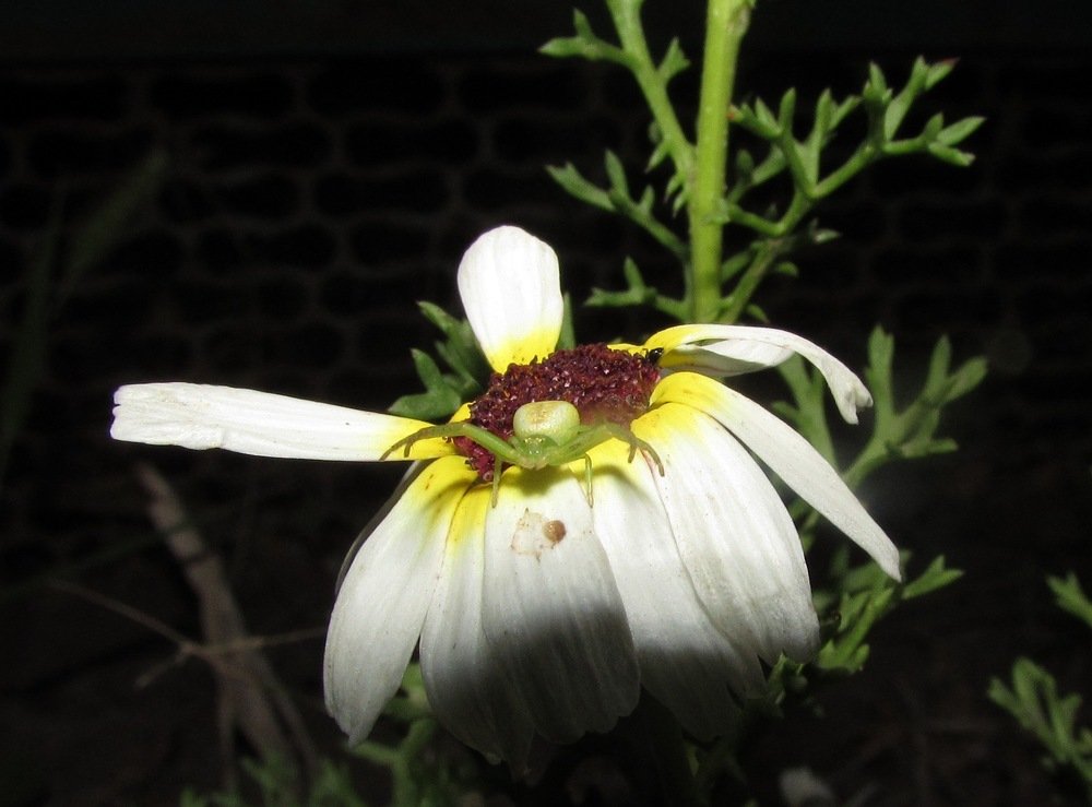 "Я за тобой наблюдаю!"