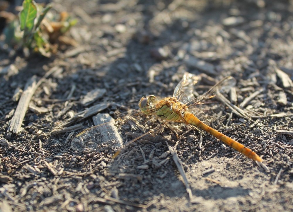 Вертолетик.