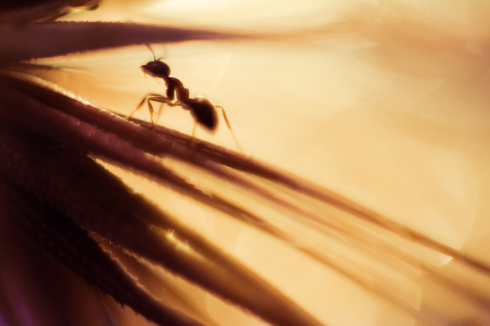 Муравьиные истории.Ч.3